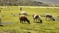 /album/galeria-de-fotos-chile-deserto-do-atacama/a9674-385758518176980-1030327627-n-640x360-jpg1/
